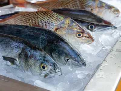 В России ввели запрет на ввоз рыбы и морепродуктов из недружественных стран  | ИА “ОнлайнТамбов.ру”