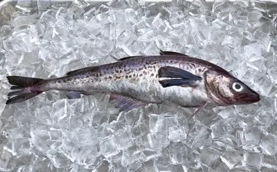 Минтай - самая популярная промысловая рыба в мире