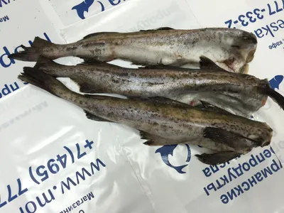 Рыба в Турции | Пикабу