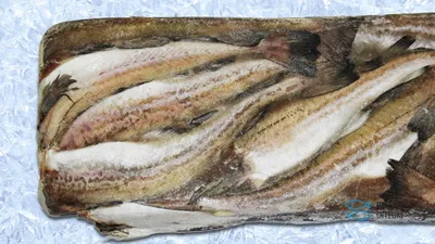 Минтай б/г с/м 300-500 (24.95 кг) North Pacific Seafoods купить по выгодным  ценам в Киеве, заказать Рыба столовых сортов онлайн в интернет магазине  морепродуктов ribka.ua