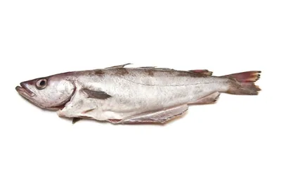 Филе минтая | Компания «Magnit Fish»