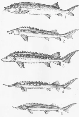 Отряд Карпообразные (Cypriniformes). Характеристика (Т. С. Расс) [1971 - -  Жизнь животных. Том 4. Часть 1. Рыбы]