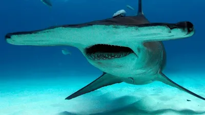 Гигантская акула-молот: удивительное морское создание со странной головой |  Морские обитатели | Дзен