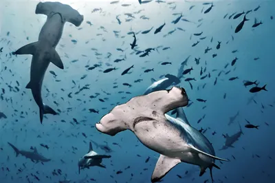 Акула-молот: В чём смысл такой странной головы? | Книга животных | Дзен