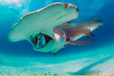 Зачем акуле-молот на голове молот? | STENA.ee