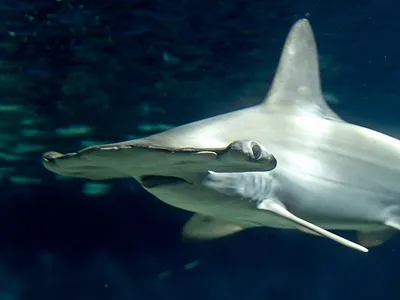 Акулы-молоты — Википедия