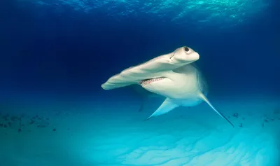 Коста-Рика » Гигантская акула-молот (Great hammerhead shark,  Sphyrnamokarran)