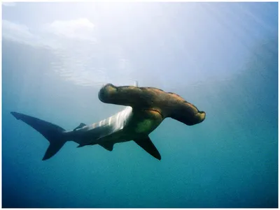Акула–молот - Риби - Тварини - Каталог статей - Cайт учителя биологии и  географии