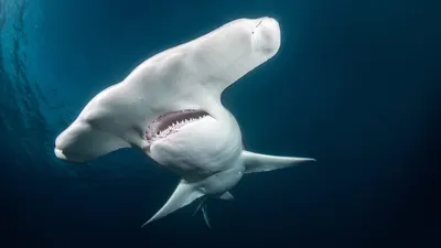 ГИГАНТСКАЯ АКУЛА-МОЛОТ. Плаваем с акулами. Койот Питерсон на русском -  YouTube