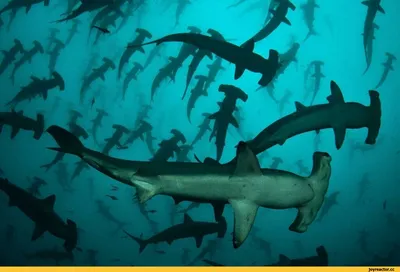 Зачем акуле-молот голова в форме молотка? И почему она так  эволюционировала? | Аква-Космос | Дзен