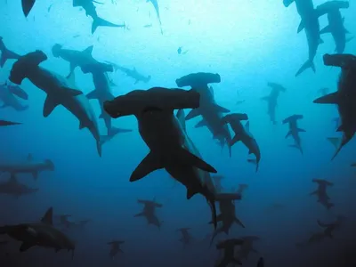 Интересные факты про акулу-молот: удивление гарантировано | ВКонтакте