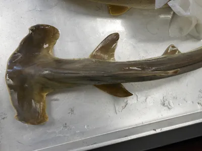Акула рыба-молот в океане среди рыб - Ozero - российский фотосток