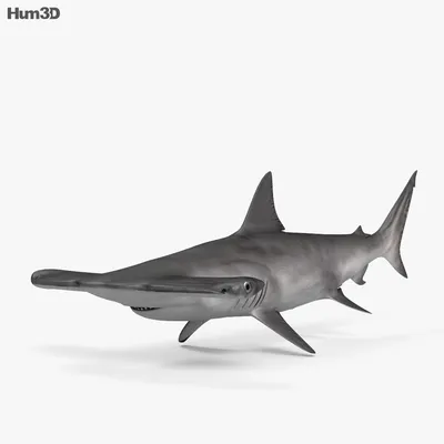 Зачем акуле-молот на голове молот? | STENA.ee
