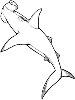 Детеныш акулы-молота, XL