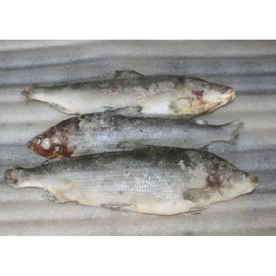 Муксун неразделанный свежемороженый (Россия), одна рыба 0,8-1,2 кг/пакет ~4  кг — купить в Иркутске по цене 950 ₽ в магазине ETexpress с доставкой