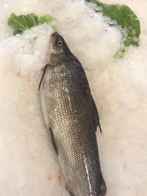 Рыба муксун в духовке в фольге рецепт с фото пошагово - 1000.menu