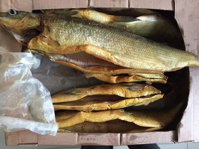 Под видом якутского муксуна на тюменских рынках продают другую рыбу |  Вслух.ru