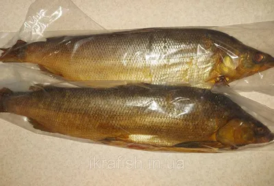 Муксун холодного копчения от 2500₽ за кг | Азбука Севера – сеть магазинов  дикой рыбы
