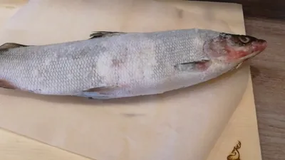 Муксун и сиг - чем отличается рыба - YouTube