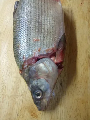 Рыба РИФ Муксун холодного копчения ломтики, 100г. - «Редкий деликатес на  нашем столе.» | отзывы