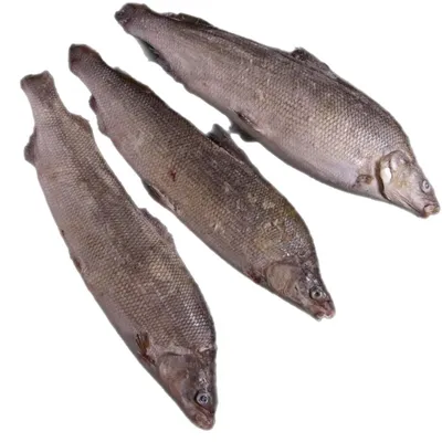 Муксун 0,7-1 кг Рыба Севера