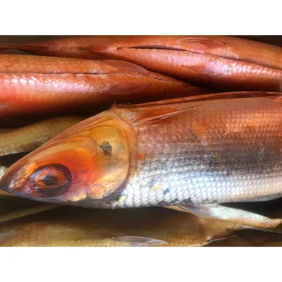 Муксун (coregonus muksun) - вид сига, широко распространенный в водах  сибирской арктики. белая рыба. | Премиум Фото