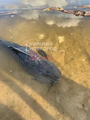 В Китае выловили рыбу-мутанта с \"головой голубя\" - РИА Новости, 26.08.2018