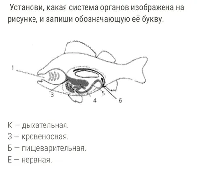 С большой буквы Зуб рыбы Saivodus - Московский карбон