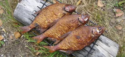 Рыбы на гриле в фестивале рыб испеките на костре огня торжество еды в  природе Стоковое Фото - изображение насчитывающей отдых, здорово: 115677356