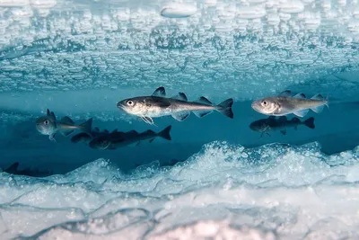 Рыба На Льду — стоковые фотографии и другие картинки Бизнес - Бизнес,  Горизонтальный, Группа животных - iStock