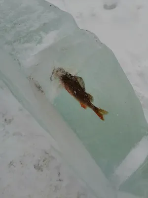 Ловля по последнему льду ранней весной. Когда открытая вода не в радость!