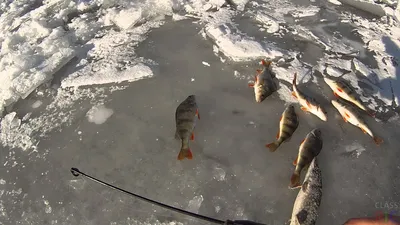 Свежая рыба на льду :: Стоковая фотография :: Pixel-Shot Studio