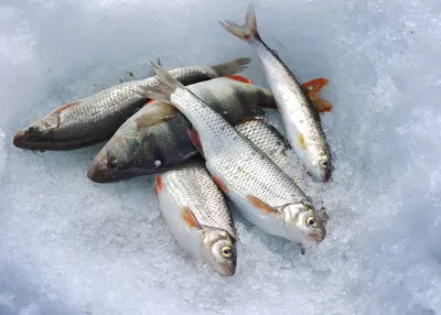 Свежая рыба на льду. стоковое фото. изображение насчитывающей англия -  171485546