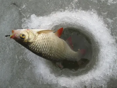 Страшная морская рыба во льду,ужас…» — создано в Шедевруме
