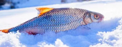 Рыхлый лед и красноперка - Спортивное рыболовство