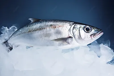 Рыба подо льдом (56 фото) - 56 фото