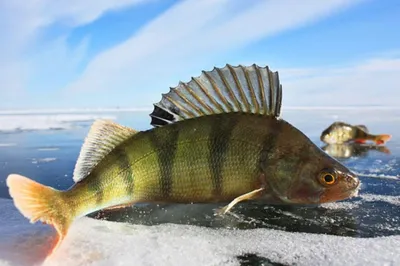 Рыба На Льду — стоковые фотографии и другие картинки 2015 - 2015, Вариация,  Выбор - iStock