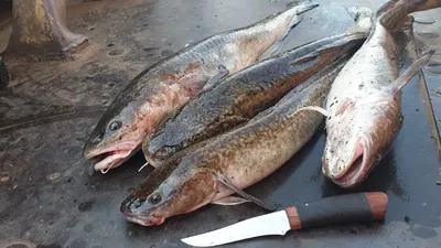 Fishing Bliss - Налим – хищник, поэтому его приманивают животным кормом.  Еду для рыбы можно использовать разнообразную, но в осеннюю пору  рекомендуется ловить на навозного червя. Черви на крючке двигаются и активно