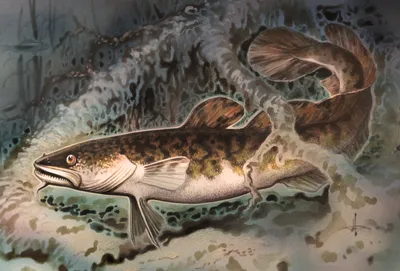 Реки захватническая налим рыба, которая живет в северных реках. Стоковое  Фото - изображение насчитывающей подныривание, рыболовство: 202048116