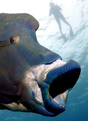 Пазл Рыба-наполеон, Большой Барьерный Риф в альбоме Подводный мир на  TheJigsawPuzzles.com