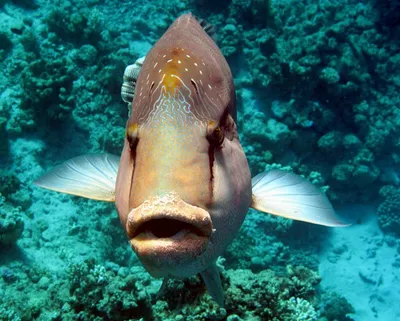 Рыбы Красного моря - Cheilinus undulatus — Рыба-Наполеон — Napoleon wrasse  http://redseafoto.ru/cheilinus-undulatus-ryba-napoleon-napoleon-wrasse/ |  Facebook