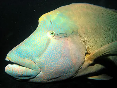 Наполеон Рыба, Humphead Губан (Cheilinus Undulatus) В Ocean Blue, Мальдивы  Фотография, картинки, изображения и сток-фотография без роялти. Image  66471467