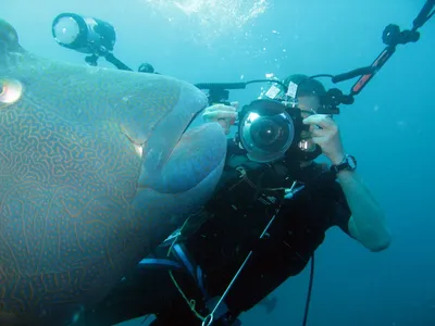 Среди обитателей Красного моря водится довольно крупная рыба и имеет  поистине императорское название – Рыба-Наполеон. ⠀ 🔹Рыба-Наполеон –… |  Instagram