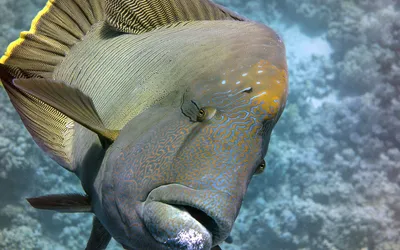Австралийский фотограф запечатлел гигантскую рыбу-наполеона - ET | Articles