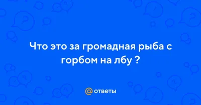 А вы кормили рыб с рук? - ЯПлакалъ