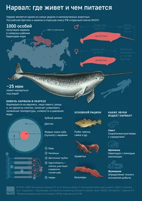 Нарвал: как выглядит, фото, арктический кит с рогом, где обитает и чем  питается морской единорог.