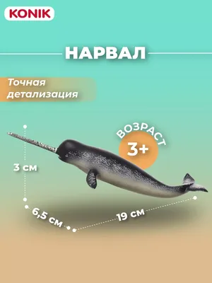 Нарвал Акварель Иллюстрация — стоковая векторная графика и другие  изображения на тему Нарвал - Нарвал, Акварельная живопись, Афиша - iStock