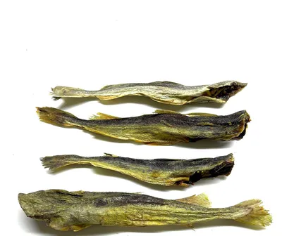 Рыба навага (средняя) — hordog