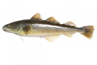 Рыба Навага - «Свежевыловленная навага - идеальная северная рыбка. Покажу  наш улов, пойманный в Белом море🌊 » | отзывы