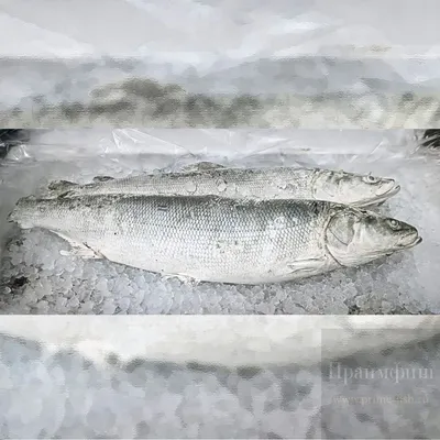 Нельма свежемороженая 4-5 кг купить в Москве по цене 0 руб. – FROST FISH